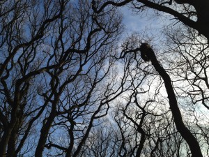 trees